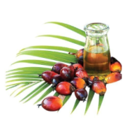 Organic Palm Oil