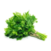 Cilantro