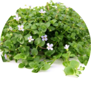 Bacopa